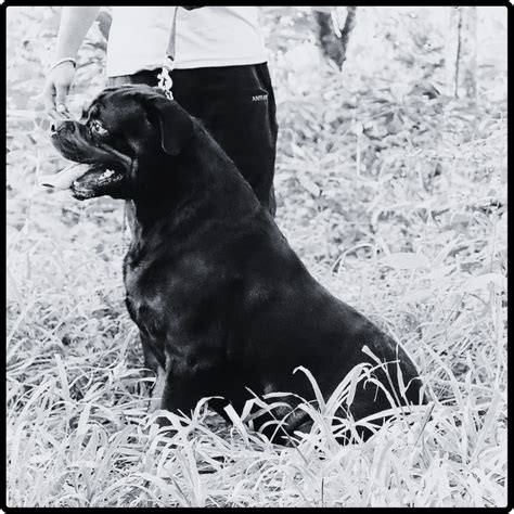 Slobberman.dog Best Dry Dog Food. High Protein(33%) Gluten Free Omega3