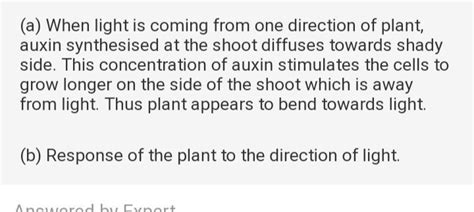 how do auxins help in bending of stem towards light. explain. - Brainly.in
