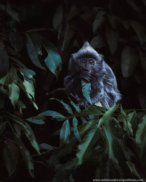 Borneo Great Ape Photography Tour - Indonesia | Wild Wonders Expeditions