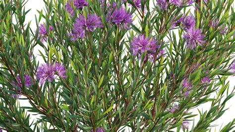 Why I Quit Melaleuca