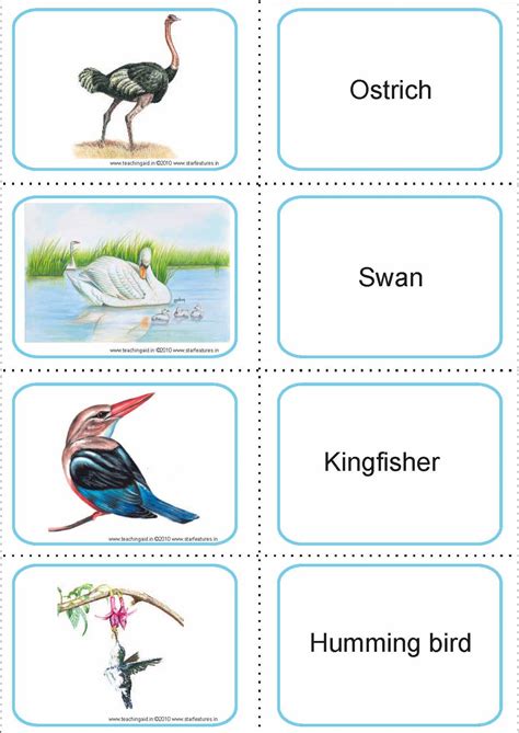 Flash Cards