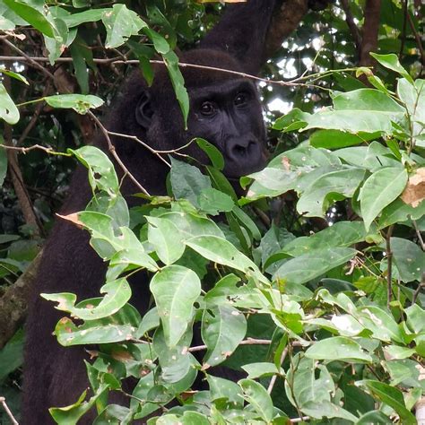 MOUKALABA-DOUDOU NATIONAL PARK (2025) All You Need to Know BEFORE You ...