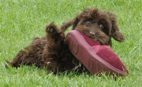 Cockapoo Biting 的图像结果