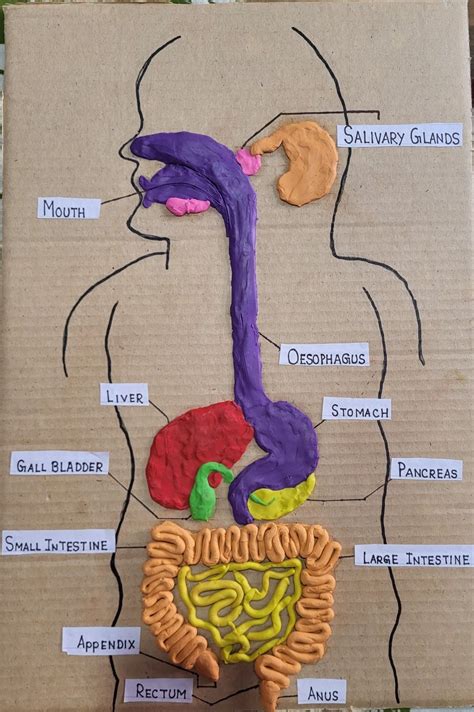 Image result for Digestive System Using Clay