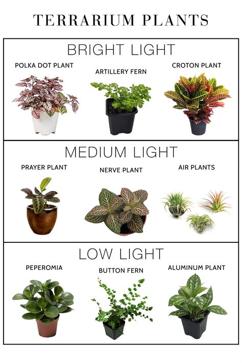A Chart Of Common Houseplants And Their Botanical Names