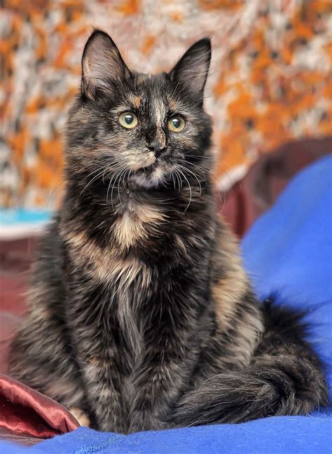 Tortoiseshell Cat: Over 30 Fascinating Facts About Tortie Cats | Tortoise shell cat, Beautiful ...