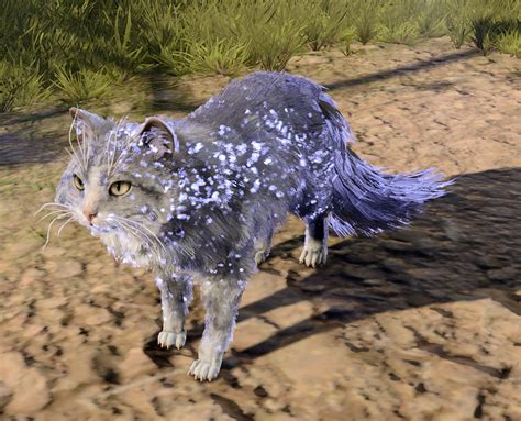 Cat (Minor Illusion) - bg3.wiki