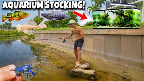 Catching Exotic Fish for Aquarium 的图像结果