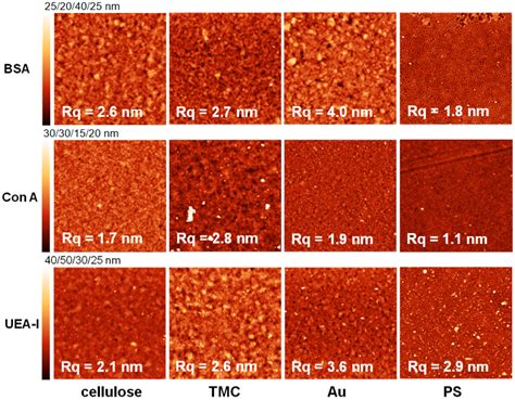 Lectins at Interfaces—An Atomic Force Microscopy and Multi-Parameter ...