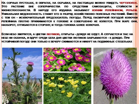 Растения – барометры - Презентации по биологии
