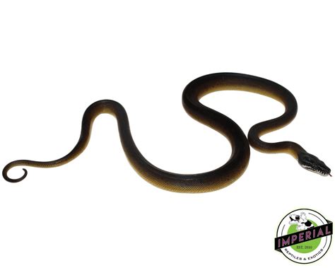 Image result for White Python Pet