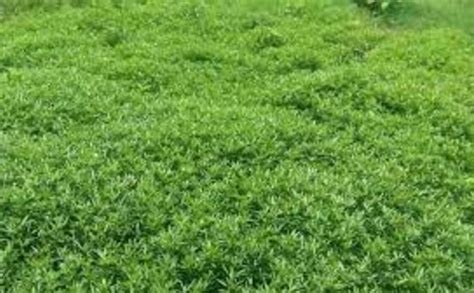 SRI SAI FORESTRY STYLO HAMETA Grass Seeds for Fodder and Garden (Pack ...