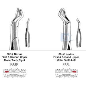 Import FX5CS Pediatric Tooth Forceps - Stainless Steel, Ergonomic Desi ...