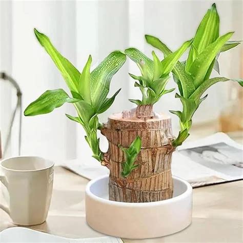 UK-0553 Brazilian Lucky Bamboo Live Plant | Good Luck Plant | Lucky Br ...