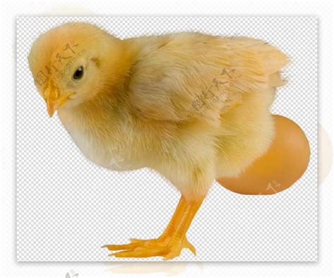 小鸡图片-白色背景上的蛋壳与小鸡素材-高清图片-摄影照片-寻图免费打包下载
