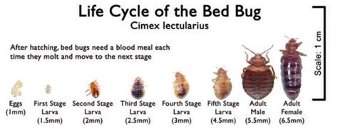 Bed bug protocol | Mass.gov
