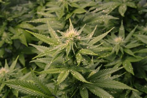 Those Spider Mites & Marijuana Plants 💬 | Green CulturED