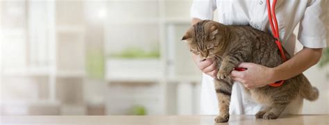 Family Veterinarian in Houston, TX. | Bay Glen Animal Hospital