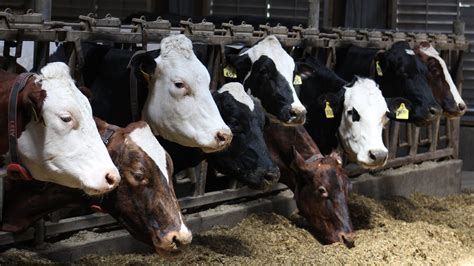 Bird flu: Ohio dairy cattle herd tests positive for avian flu