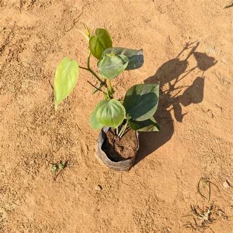 Haryali Apna Plant Store – Haryali : Apna Plant Store