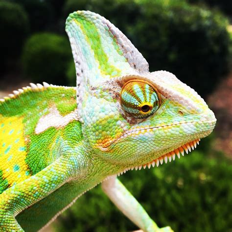 Care Guide: Veiled Chameleon