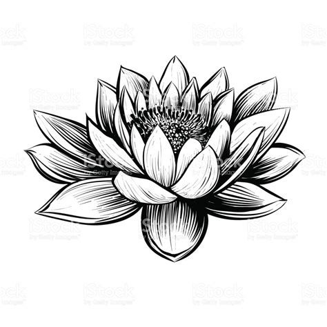 Lily Flower Line Drawing | Free download on ClipArtMag