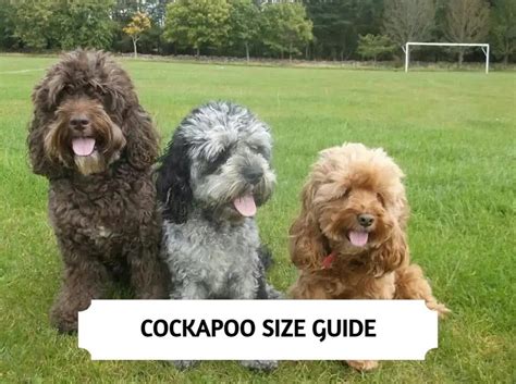 Image result for Cockapoo Full Size