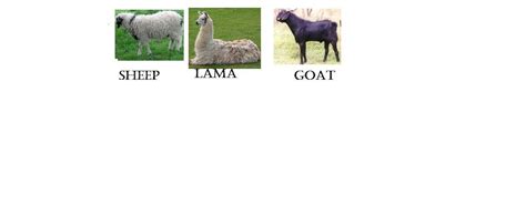 pictures of wool giving animals with names - Brainly.in