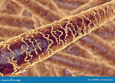 Human Hair Cells Under A Microscope Human Hair Under A Microscope