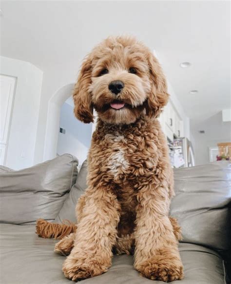 Image result for Miniature Cockapoo