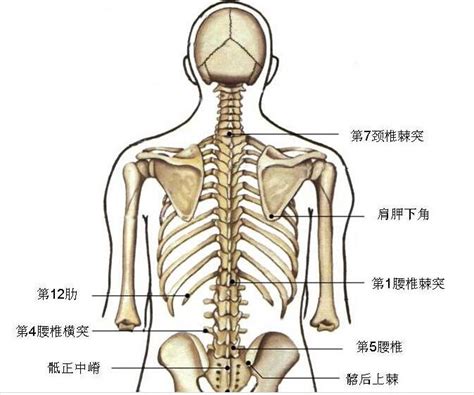 脊柱棘突的定位方法 - 知乎