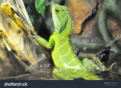 Image result for Real Lizards