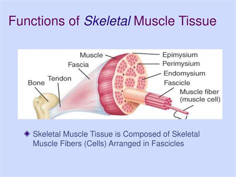 Image result for Skeletal Muscle Tissue Function