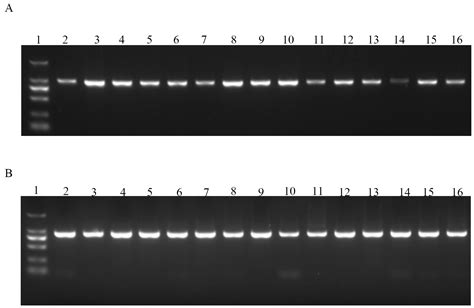 Effects of Genetic Polymorphism in the IFI27 Gene on Milk Fat Traits ...