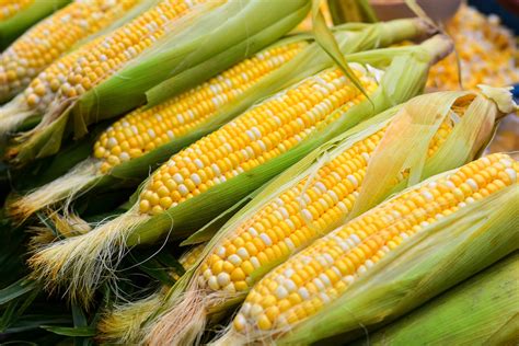 后市玉米价格持续上涨可能性较小_小麦网