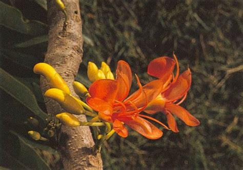 Mind of Light acting in Matter : spiritual meaning of flower