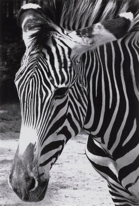 Black and White Things in Black and White | Photographs, Including ...