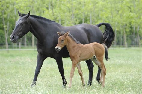 How soon can I ride my mare after foaling? | Horse and Rider
