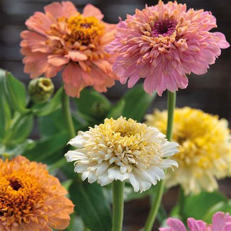 Zinnia " Cream Mixed " Exotic 30 Flower Seeds – Floral Treasure