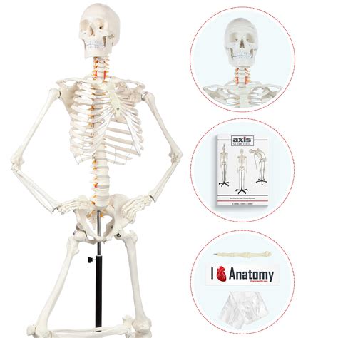 Axis Scientific Human Skeleton Model For Anatomy Life Size Skeleton ...