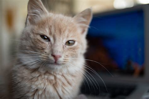 Why Is My Cat’s Eye Watering? | Lincolnway Veterinary Clinic