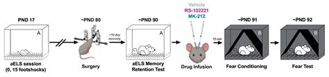 5-HT2C Receptors in the BNST Modulate Contextual Fear Conditioning ...