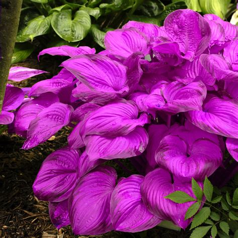 SEBIOLA Purple Hosta Seeds - 200pcs Attract Pollinators Perennial Hosta ...