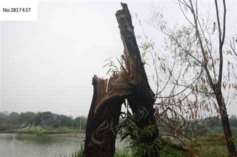 一颗折断树干的树高清图片下载_红动中国