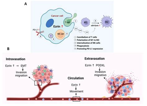 Ez-Metastasizing: The Crucial Roles of Ezrin in Metastasis