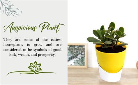 Crassula Ovata Jade Live Plant (Kuberakshi) | Good Luck Vastu Indoor ...