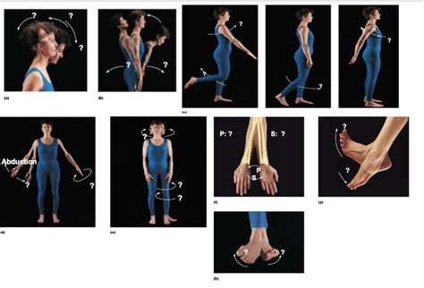Image result for Science Chapter 8 Body Movements