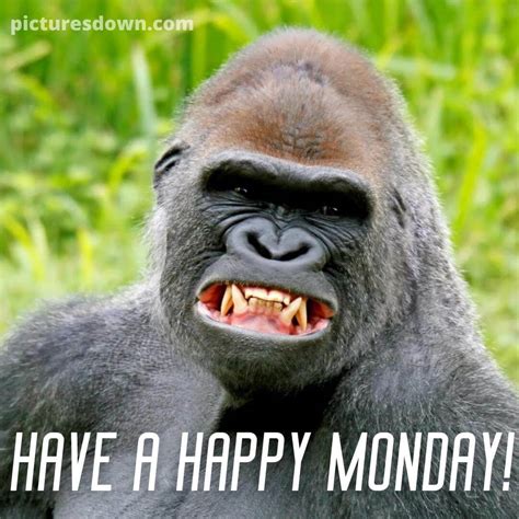Happy monday image funny gorilla free - picturesdown.com