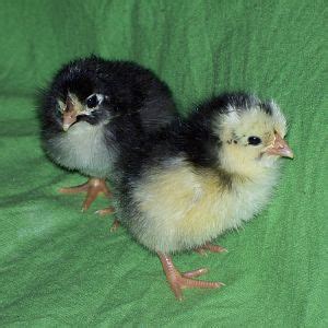 Image result for Black Java Chicks