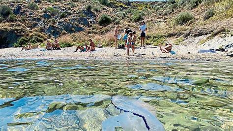 Las medusas proliferan por la subida de la temperatura del mar y ...